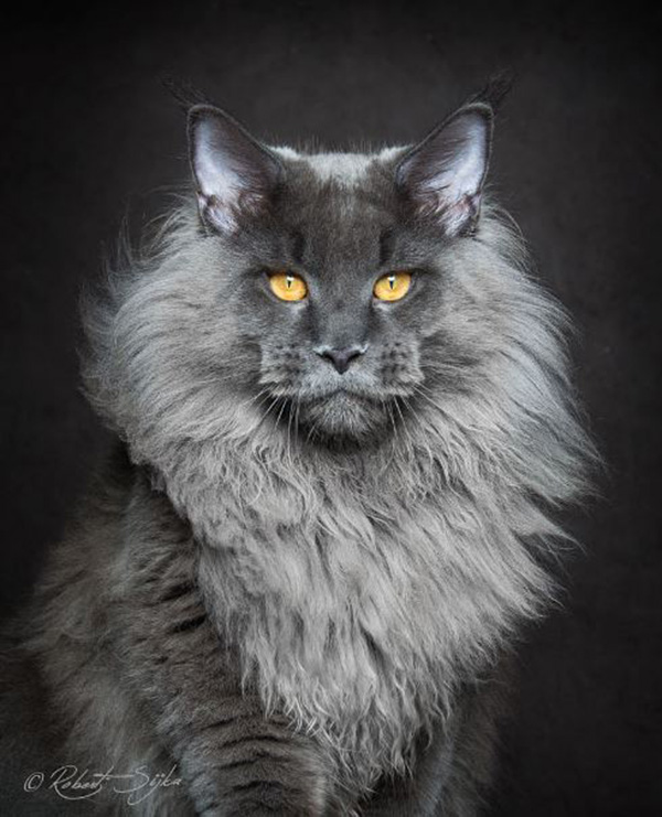 legendary main coon cat photos