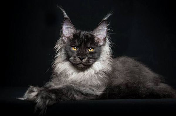 legendary main coon cat photos