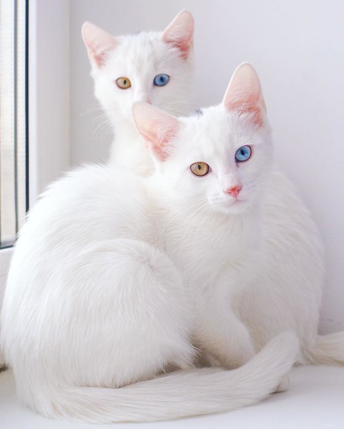 iriss and abyss cat twins beautiful eyes