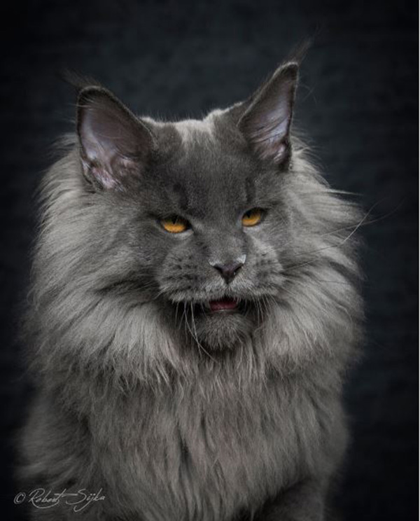 legendary main coon cat photos