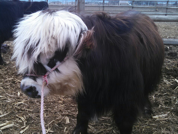 Yes, You Can Own A Fluffy Mini Cow. And They Make Great Pets!