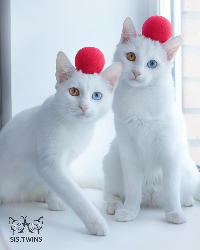 iriss and abyss cat twins beautiful eyes