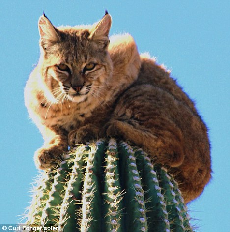 bobcat on top of tall cactus