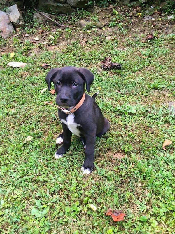 puppy in trash bag saved