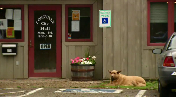 dog walks 4 miles to meet with neighbors very day