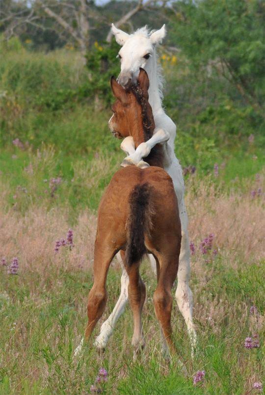 horse hug
