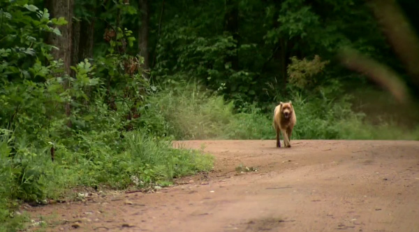 dog walks 4 miles to meet with neighbors very day