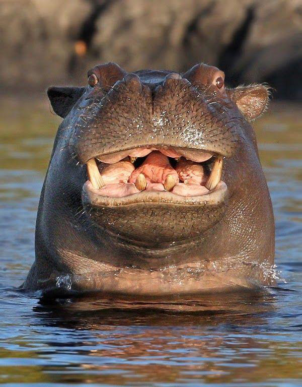 hippo head above water