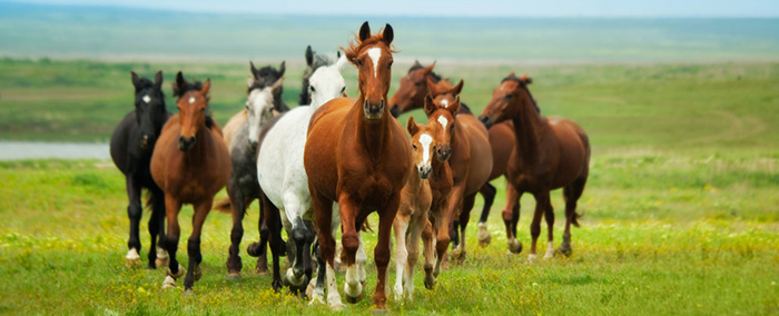 horse communication with humans