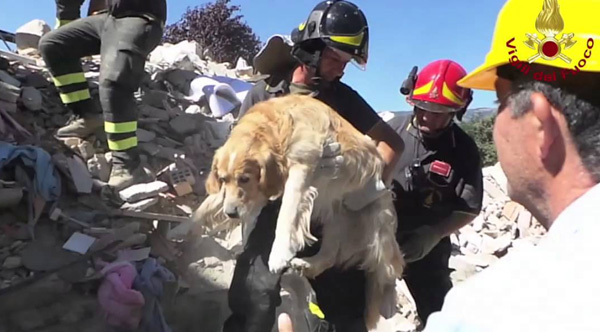 Watch: Firefighters Pull Dog From Rubble 10 DAYS After Earthquake In Italy