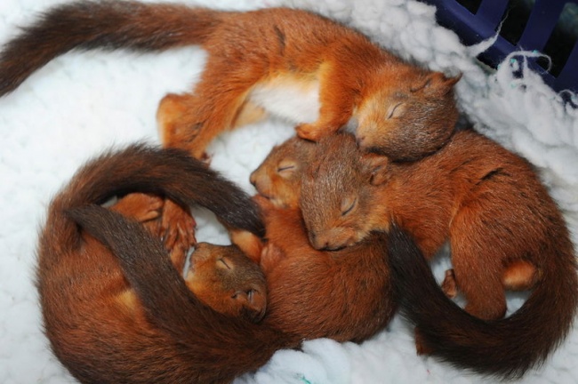 sleeping red squirrels