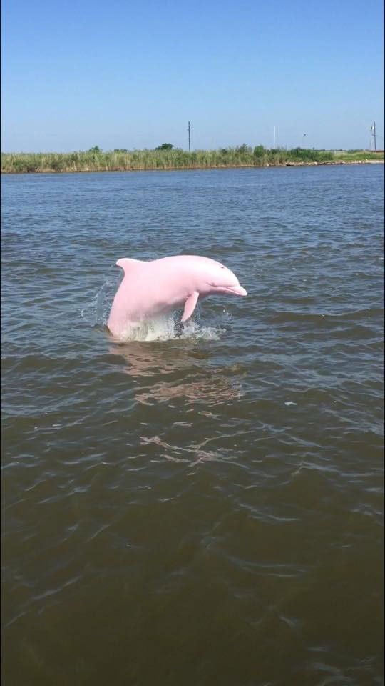 rare pink dolphin