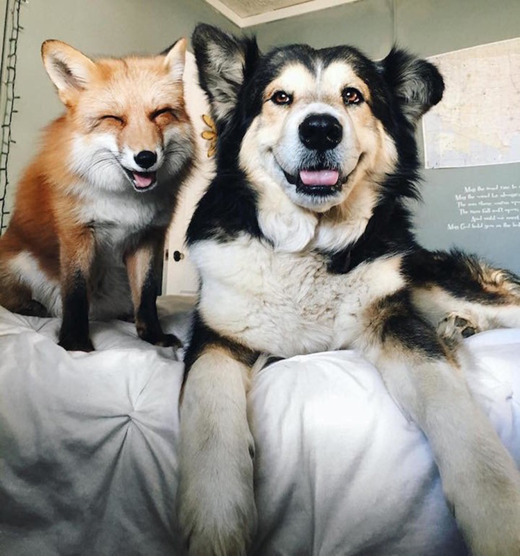 Meet Juniper And Moose The RealLife Fox And The Hound!