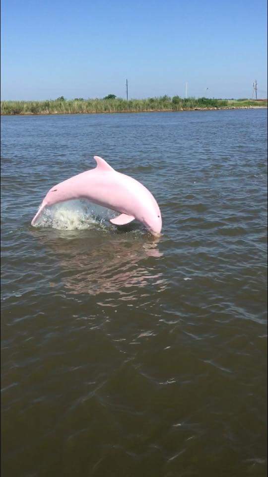 Rare Pink Dolphin Is Captured On Camera Swimming In Louisiana Lake