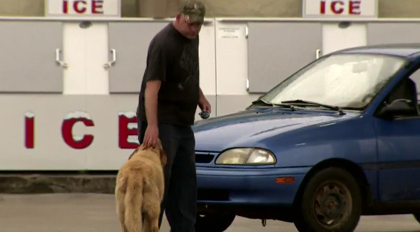 dog walks 4 miles to meet with neighbors very day