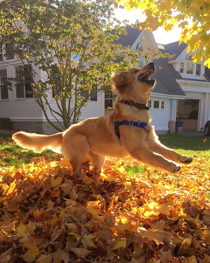 puppy plays in leaves first time