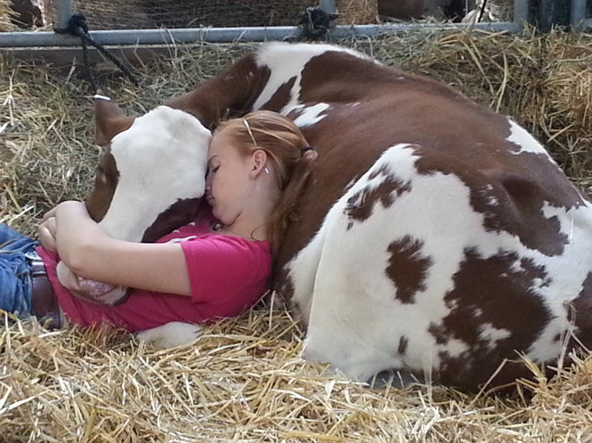 girl snuggling with a cow