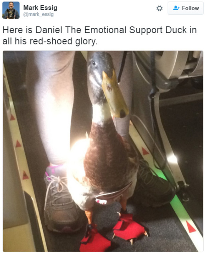 therapy duck on plane