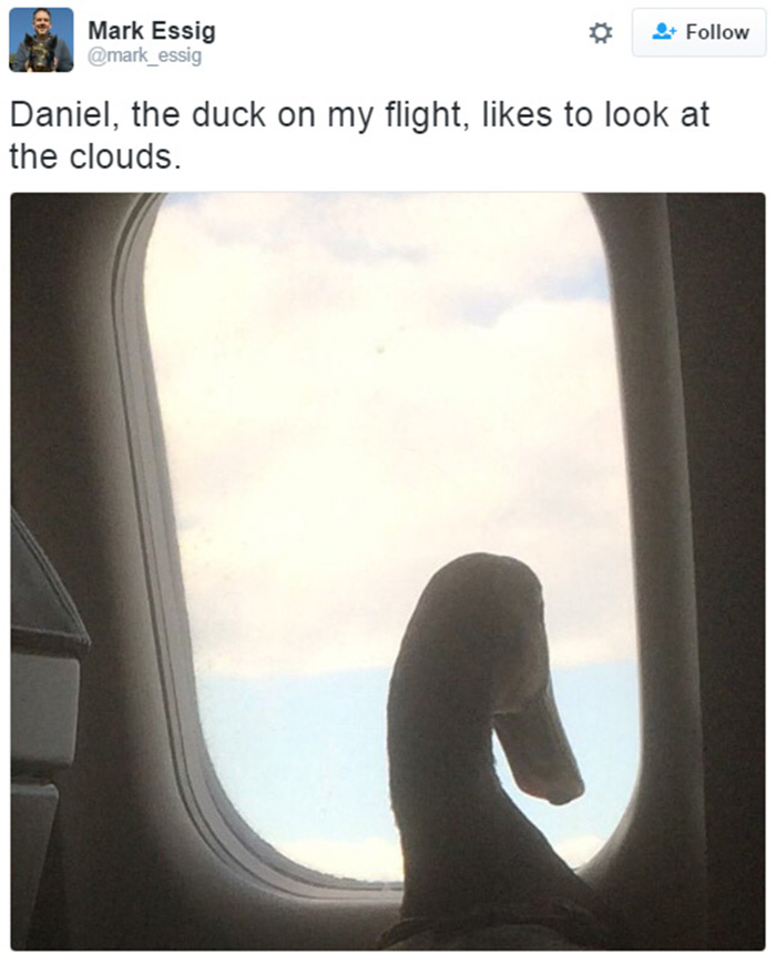 therapy duck on plane