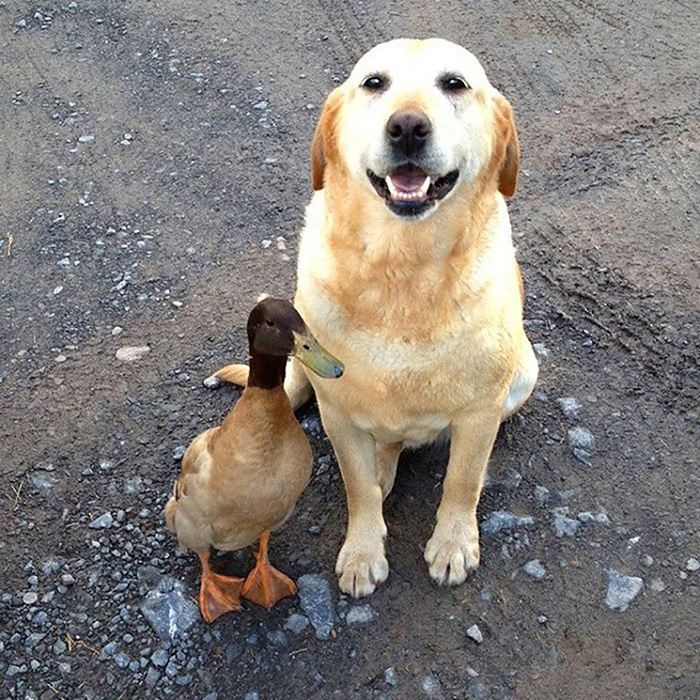 dog and duck