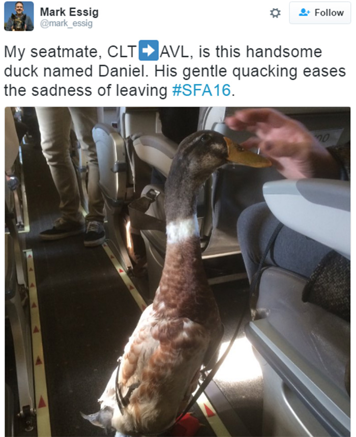 therapy duck on plane