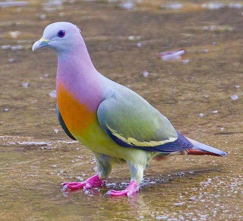 pink neck pigeon