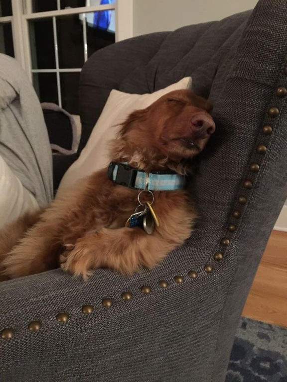 dog looks like a dad sleeping watching tv