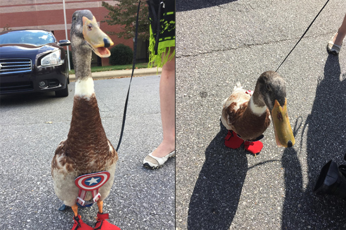 therapy duck on plane