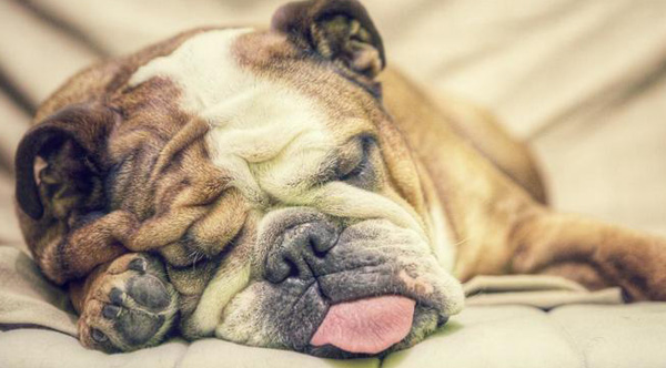 What Is It When A Dog Has Rapid Eye Movement What Is It When A Dog Has Rapid Eye Movement