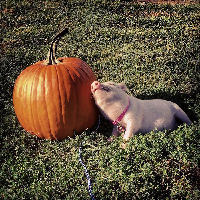 pig pumpkin