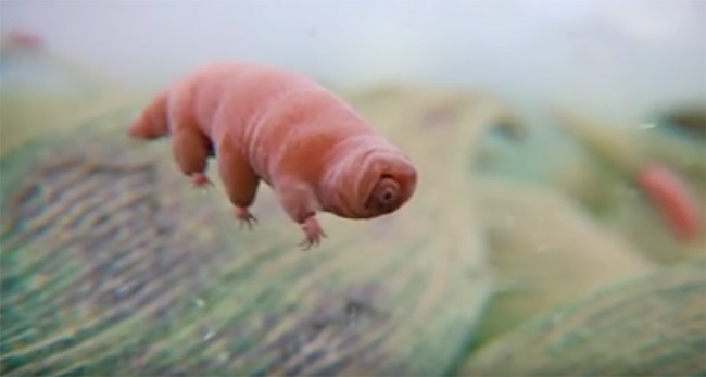 This Is A Water Bear - The Most EXTREME Animal In The World. They Can  Survive ANYTHING