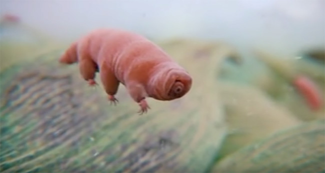 This Is A Water Bear - The Most EXTREME Animal In The World. They Can Survive ANYTHING This Is A Water Bear - The Most EXTREME Animal In The World. They Can Survive ANYTHING