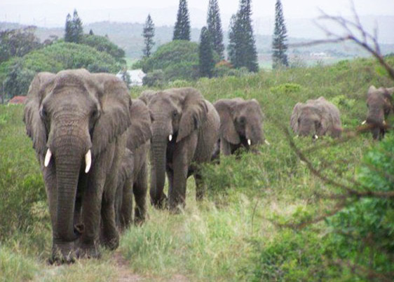 elephants mourn man who saved them