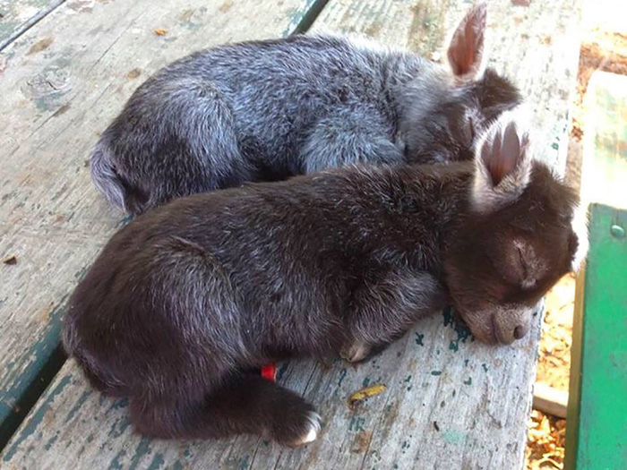 baby donkeys sleeping