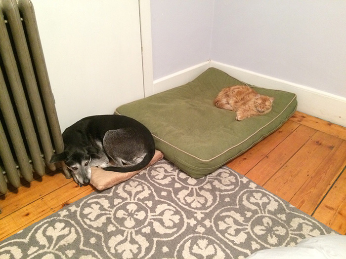 dog in cat bed cat in dog bed