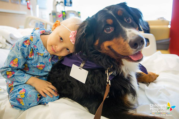 therapy dogs kids hospital help recovery time