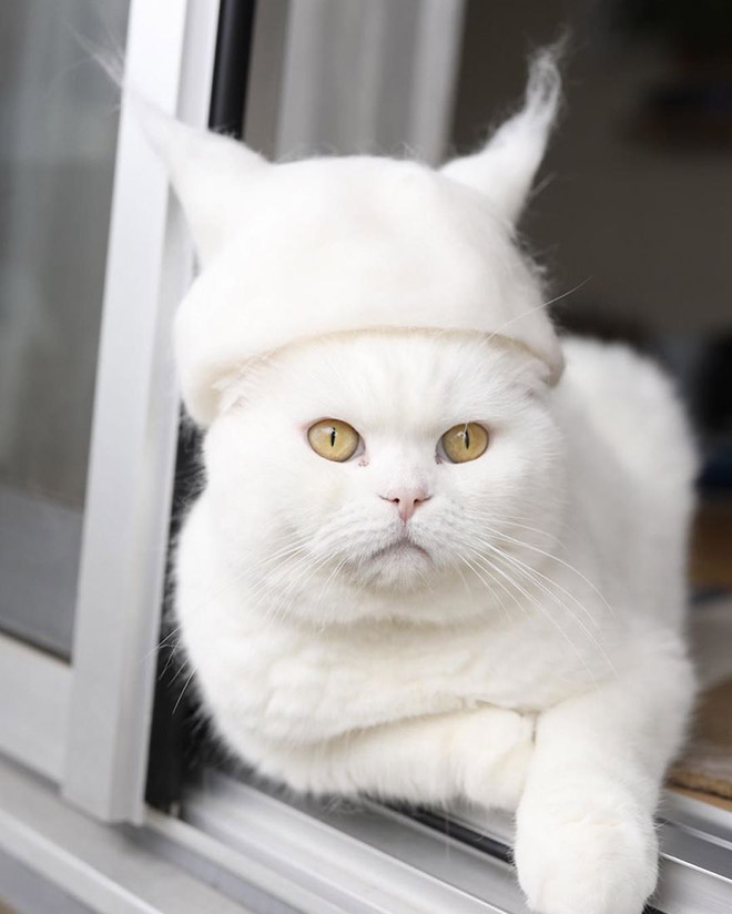 Cats Wearing Hats Made From Their Own Hair Is My New Favorite Thing