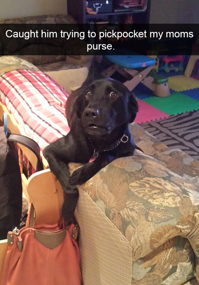 18 Dog Snapchats That Are Going To Make Your Day