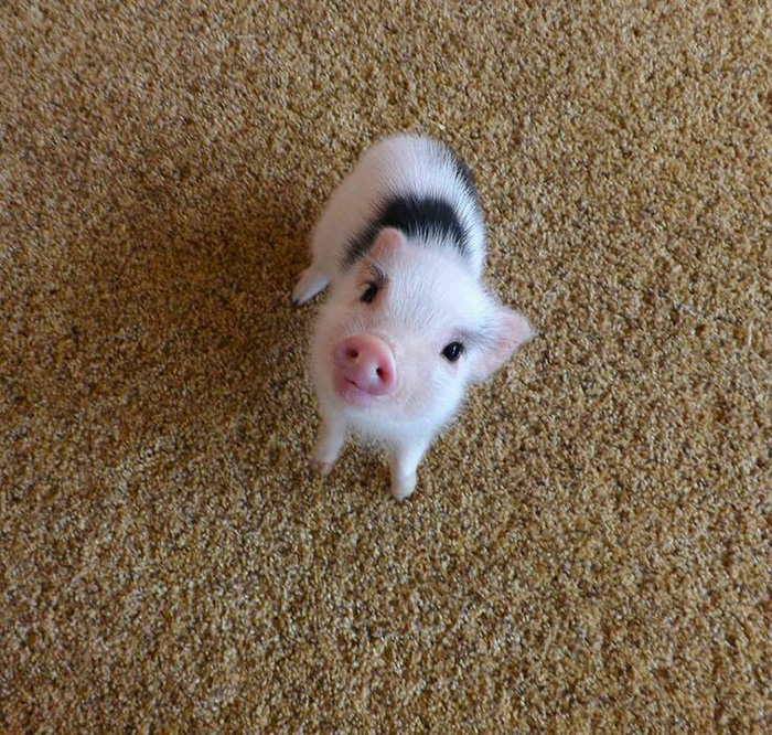 pig cute