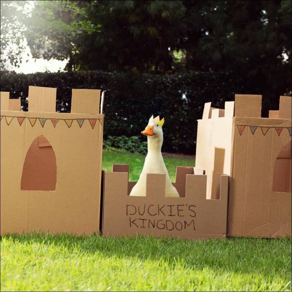 duck king