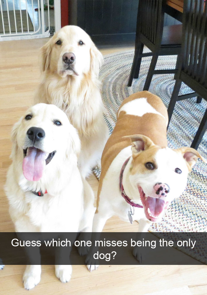 18 Dog Snapchats That Are Going To Make Your Day