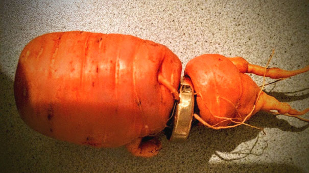 Man Finds His Missing Wedding Ring Years Later In A Carrot From Man Finds His Missing Wedding Ring Years Later In A Carrot From Garden