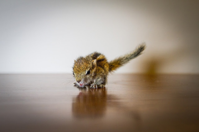 man rescues baby squirrel