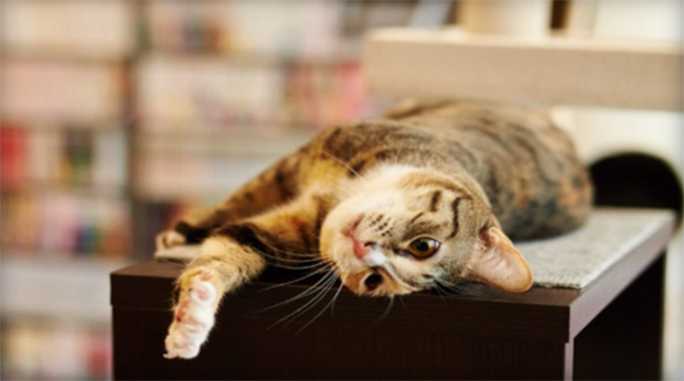 library cat outlasts councilman