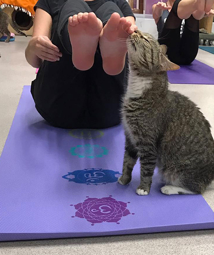 cat yoga