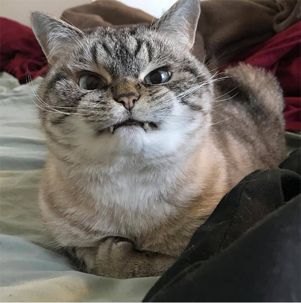 angry cat