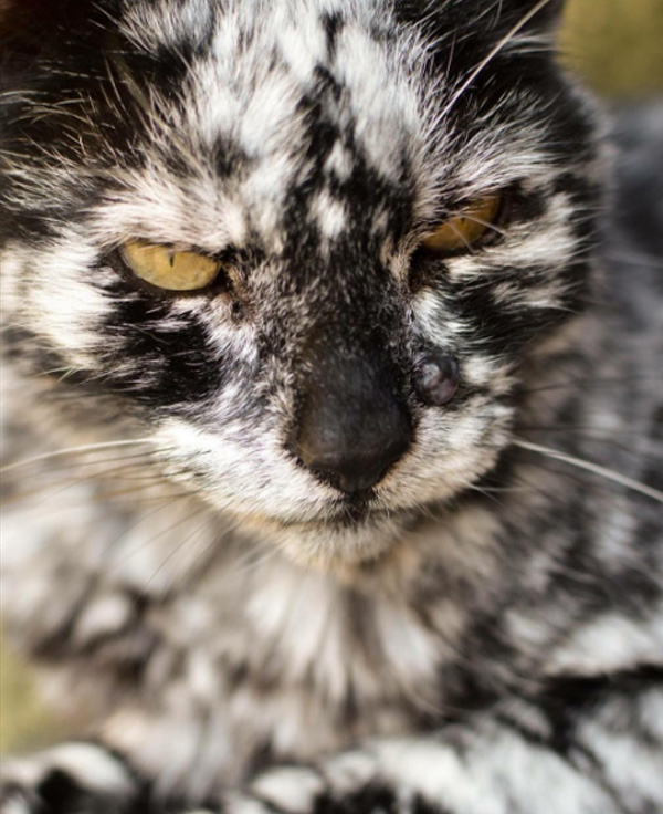 Scrappy cat spotted vitiligo