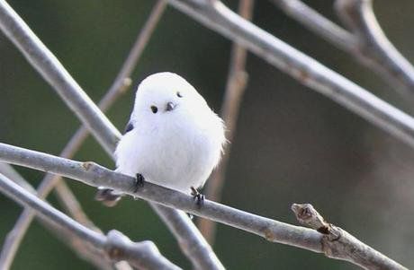 Korean crow-tit cutest bird ever