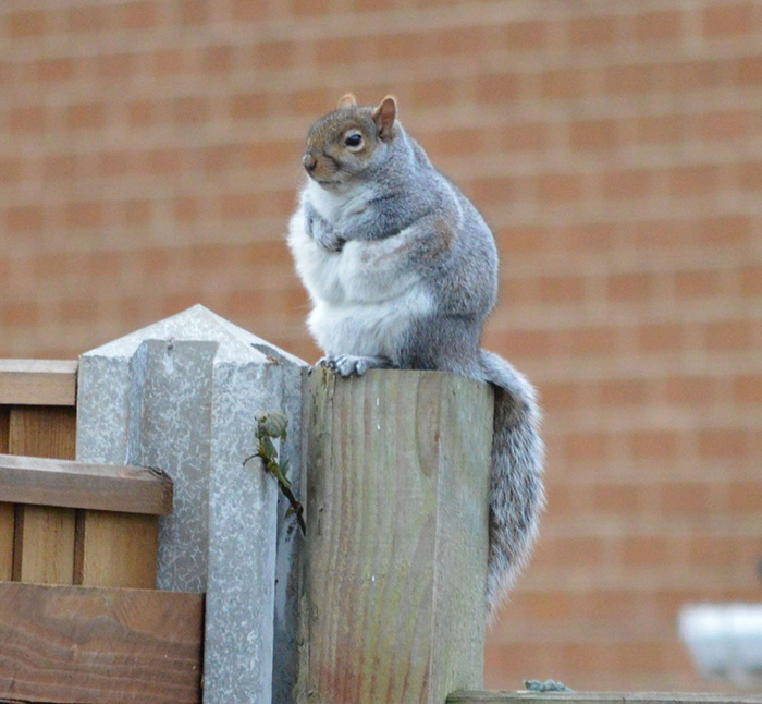 fat squirrel