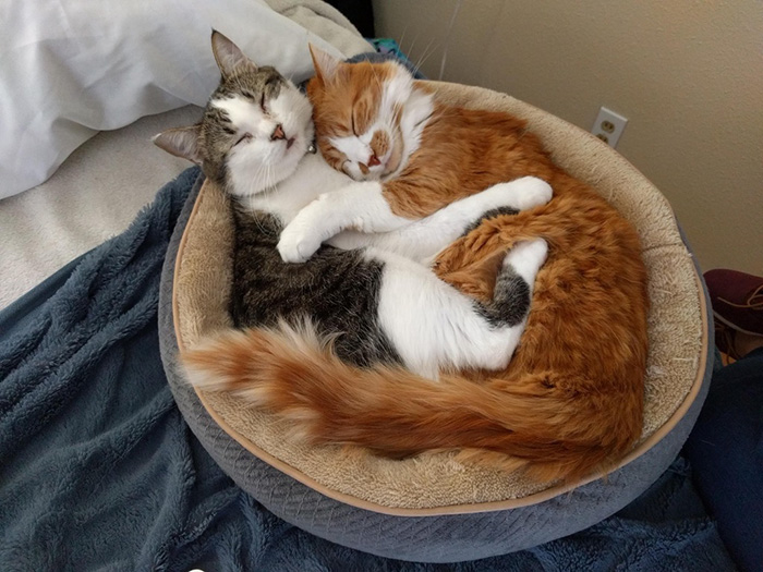 cats snuggle in bed